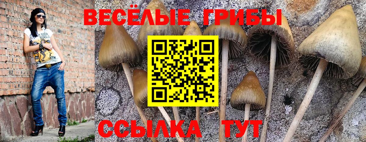 Галлюциногенные грибы Psilocybe Рыбинск